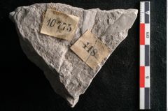 Foto (Detailansicht) von Dictyopteris brongniarti Gutb. (NHMW-GEO-2024-0188-10775)